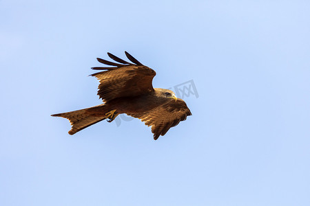 黑风筝飞行，埃塞俄比亚野生动物园