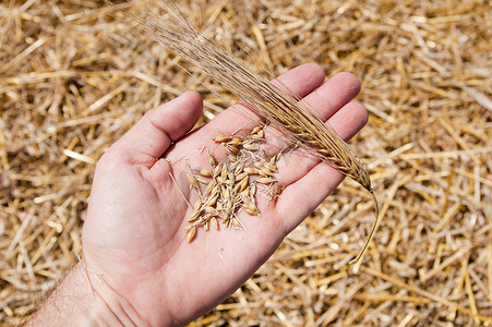 圆锥和小麦交接新收获