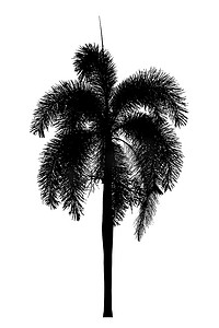 棕榈树剪影美丽的白色背景上的观赏植物