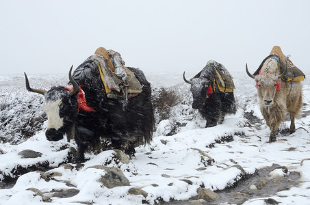 出发摄影照片_尼泊尔暴风雪中从珠穆朗玛峰大本营出发的牦牛商队