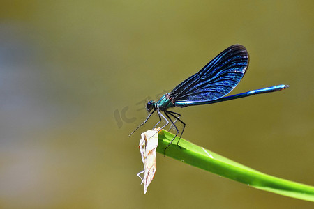 美目摄影照片_蜻蜓 Calopteryx 处女座的特写