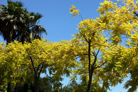 壮观的黄色花朵和叶子在树上