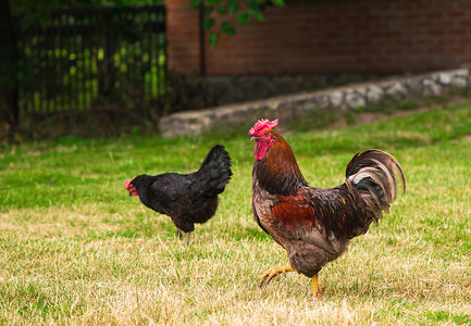 淘宝免费摄影照片_公鸡和小鸡在草地上吃草。
