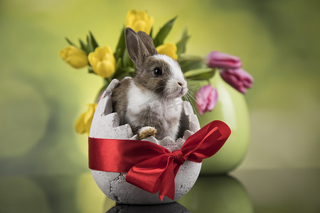 兔宝宝摄影照片_兔子、兔宝宝和复活节彩蛋
