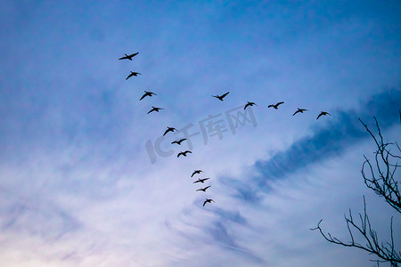 鸟儿飞翔摄影照片_迁徙的加拿大鹅以“V”字形划过天空