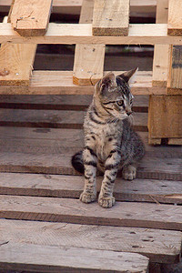 流浪猫摄影照片_在街上看到流浪猫
