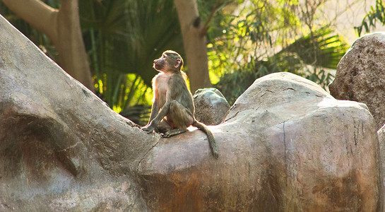 狒狒 猴子 令人不寒而栗