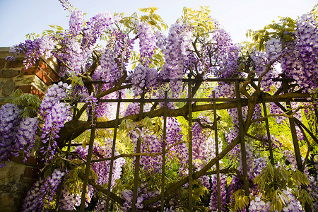 紫藤花卉摄影照片_紫藤花束