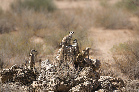 南非 Kgalagadi 跨境公园的猫鼬