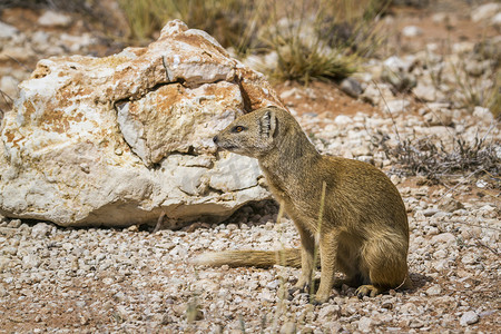 跨境人民币摄影照片_南非 Kgalagadi 跨境公园的黄獴