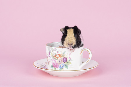 可爱的小杯子摄影照片_一只可爱的小豚鼠坐在粉红色背景的茶杯里