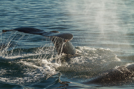 座头鲸潜水时的尾巴