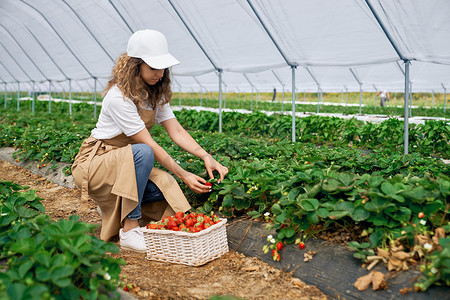 女工正在温室里采摘草莓。