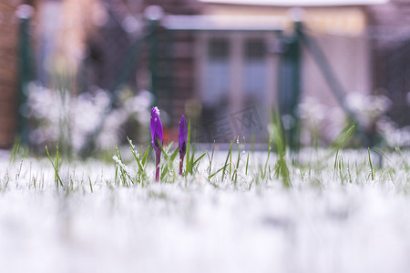 前院白雪皑皑的春天。