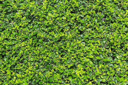 绿色福建茶树背景