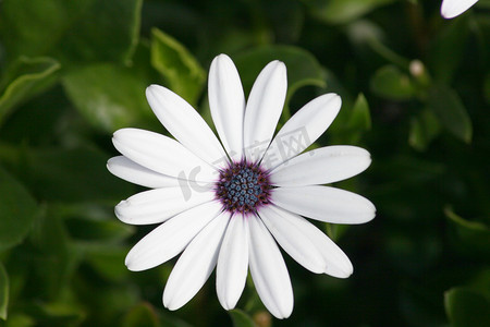 白花雏菊 (Leucanthemum vulgare) 的特写镜头 Nahaufnahme einer wei�?bl�henden Margerite,(Leucanthemum vulgare)