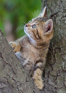 虎猫摄影照片_小猫颜色虎斑爬树