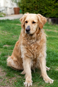 美丽的金毛猎犬的肖像