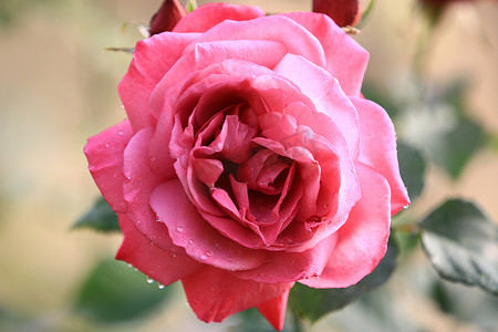 玫瑰花园背景模糊叶上的粉红玫瑰花，柔和阳光下特写玫瑰的精致之美