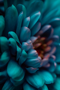 盛开的蓝色雏菊花瓣、抽象的花卉艺术背景、春天大自然中的花朵香水香味、婚礼、奢华美容品牌假日设计