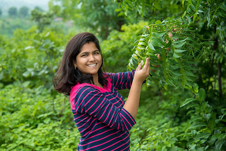 治愈森林摄影照片_年轻女孩在田间检查或观察印楝（Azadirachta indica）树叶