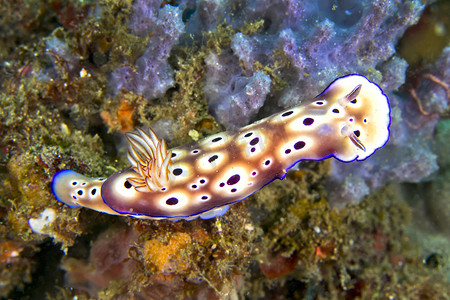 sea大海摄影照片_Sea Slug Tryons Risbecia，蓝碧，印度尼西亚北苏拉威西