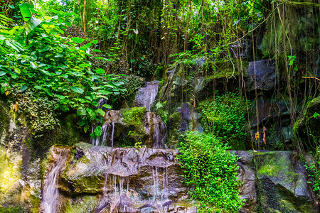 丛林风景中岩石的蒸汽水，有许多植物，自然背景