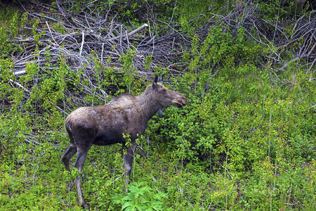 纽芬兰森林中的驼鹿