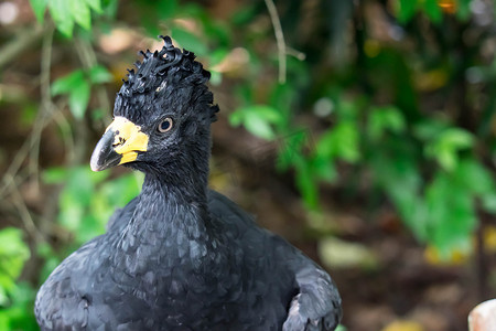 雄性裸面 Curassow，Crax Fasciolata，特写肖像，它是 Cracidae 家族的一种鸟类，南马托格罗索州，巴西特写肖像