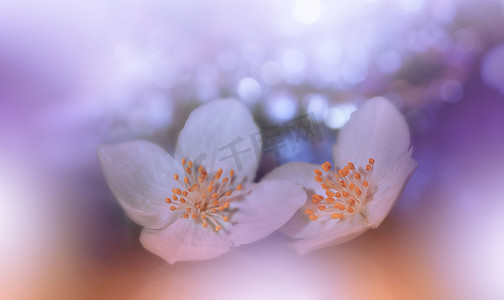 美丽的橙色自然 Background.Floral 艺术设计.Macro Photography.Abstract Pastel Landscape with Copy Space.Summer White Flower.