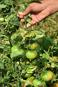 休闲农业摄影照片_在有机农场或田地采摘或检查新鲜西红柿的快乐年轻女性
