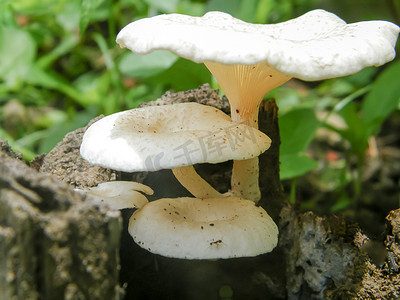 印度肉质小白色蘑菇真菌在阳光下生长在野生热带潮湿森林地区地面土壤（其食物来源）上方的树干上。