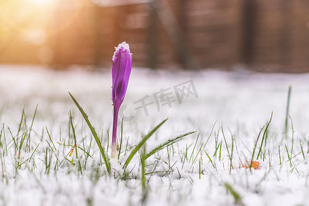 春潮摄影照片_前院白雪皑皑的春天。