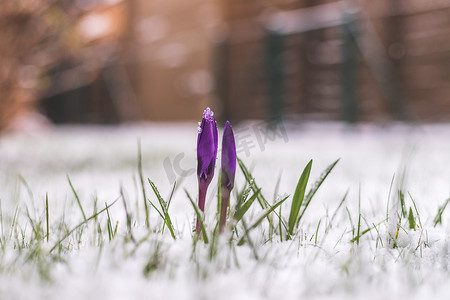 春潮摄影照片_前院白雪皑皑的春天。