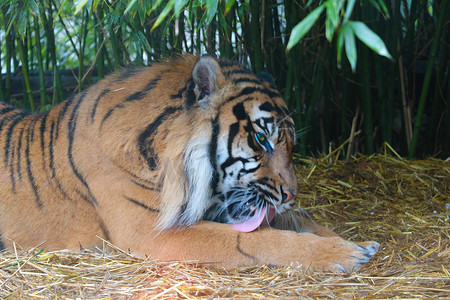 老虎的爪子摄影照片_一只美丽的成年老虎在公园里洗澡。
