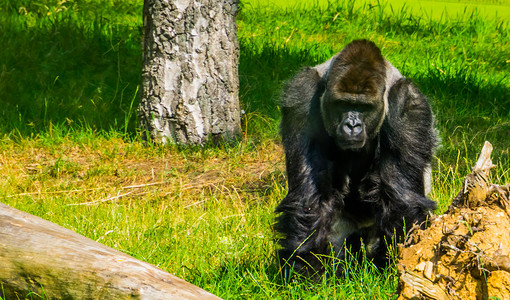 濒危动物摄影照片_特写镜头中的西部大猩猩，来自非洲的极度濒危动物