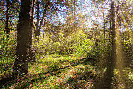 春天，阳光穿过松树，照亮了松林灌木丛中的嫩叶。