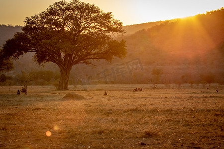开阔平原上的日落与 Chacma 狒狒。