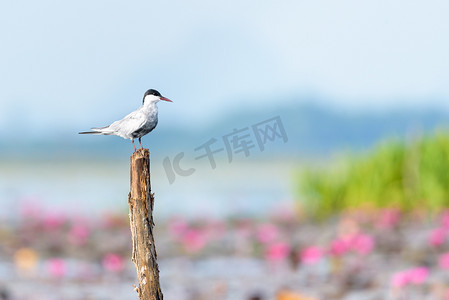 Thale Noi 水禽公园的北极燕鸥