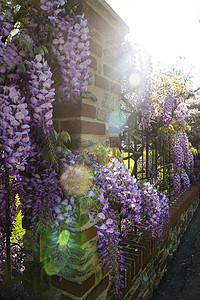 紫藤花束