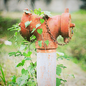 具有复古过滤效果的旧消防栓和常春藤植物