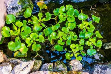 水塘中常见的水葫芦植物，美国流行的热带水生植物