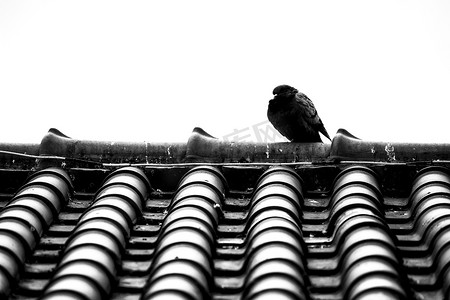 和平的白鸽摄影照片_站在里斯本屋顶上的鸽子