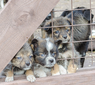 关在笼子里的三只悲伤的杂种小狗