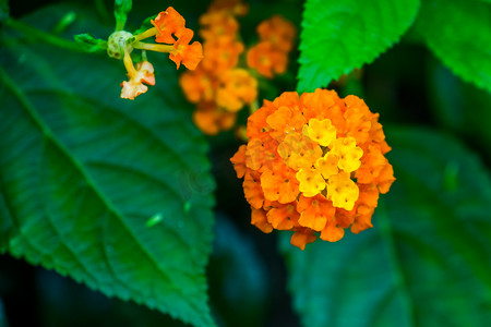 黄色和橙色马缨丹花的宏观特写，原产于美国的热带开花植物