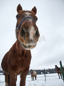马在冬天围场享受雪