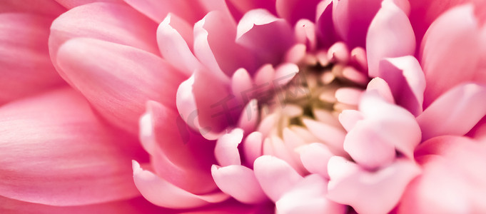 珊瑚雏菊花瓣盛开，抽象花卉艺术背景，春天大自然中的花朵香水香味，婚礼，奢华美容品牌假日设计