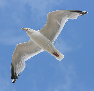 一只飞翔的海鸥的特写镜头，背景是蓝天 一只飞翔的银鸥的特写镜头，背景是蓝天