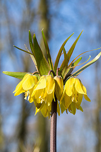 从低角度看，在背景树和蓝天上盛开的黄色帝王贝母花
