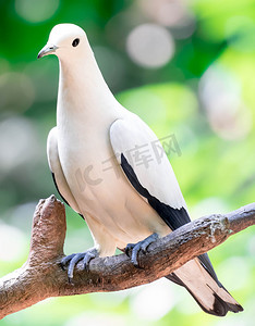 花斑帝王鸽 (Ducula 双色) 站在树枝上。
